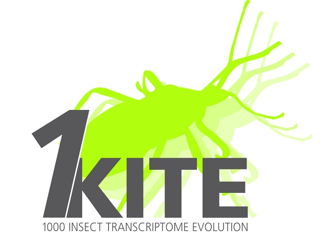 Logo 1KITE mainpage.png